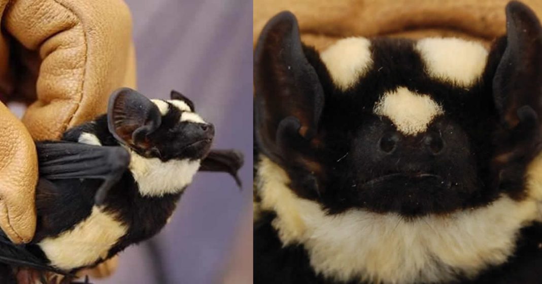 morcego-panda-um-animal-incomum-com-cores-estranhas-e-exotico