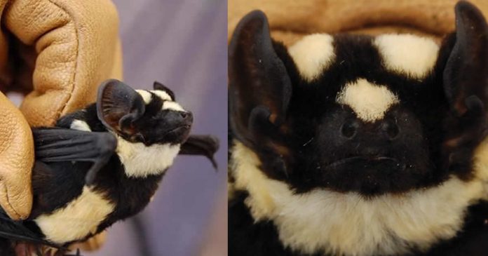 morcego-panda-um-animal-incomum-com-cores-estranhas-e-exotico morcego-panda-um-animal-incomum-com-cores-estranhas-e-exotico