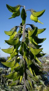 resilienciamag.com - Esta planta parece um beija-flor. A natureza é realmente bela e nunca para de nos surpreender.