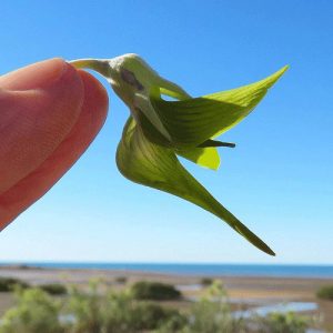 resilienciamag.com - Esta planta parece um beija-flor. A natureza é realmente bela e nunca para de nos surpreender.