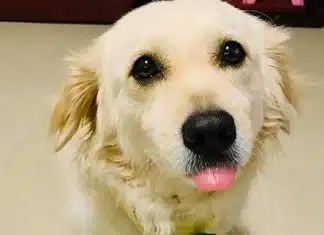 Cão tenta convencer o dono a não ir trabalhar com esse “olhar triste”