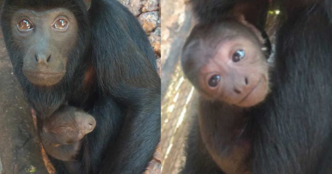 Ótima Notícia: Espécie de macaco ameaçada de extinção nasce em Brasília!