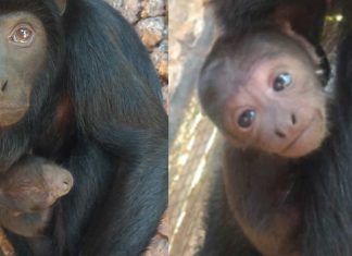 Ótima Notícia: Espécie de macaco ameaçada de extinção nasce em Brasília!