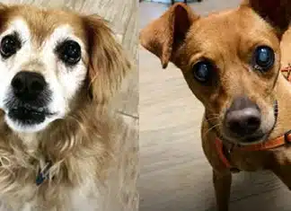Americana cria santuário para cães idosos! “Quando abandonados, dificilmente serão adotados”.