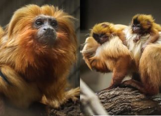 Boa Notícia: Nascem filhotes de mico-leão-dourado em SP, espécie está ameaçada de extinção!
