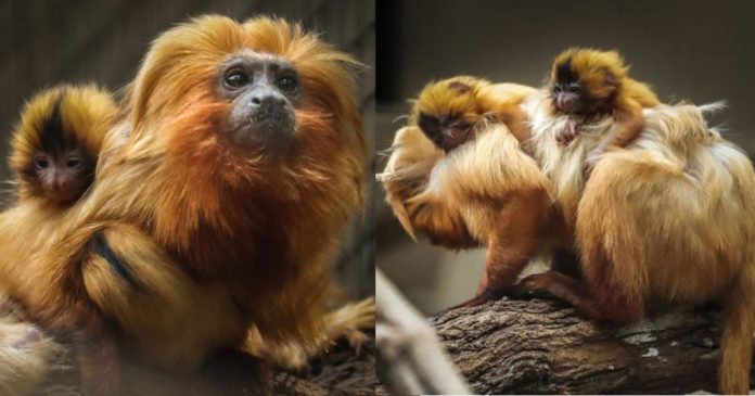 boa-noticia-nascem-filhotes-de-mico-leao-dourado-em-sp-especie-esta-em-extincao boa-noticia-nascem-filhotes-de-mico-leao-dourado-em-sp-especie-esta-em-extincao