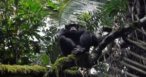 resilienciamag.com - Para salvar chimpanzés, serão plantados 3 milhões de árvores na África