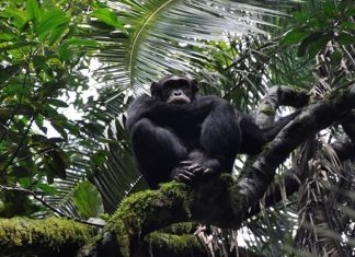 Para salvar chimpanzés, serão plantados 3 milhões de árvores na África