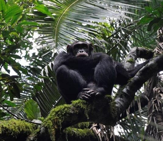 para-salvar-chimpanzes-serao-plantados-3-milhoes-de-arvores-na-africa