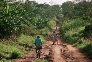 resilienciamag.com - Para salvar chimpanzés, serão plantados 3 milhões de árvores na África