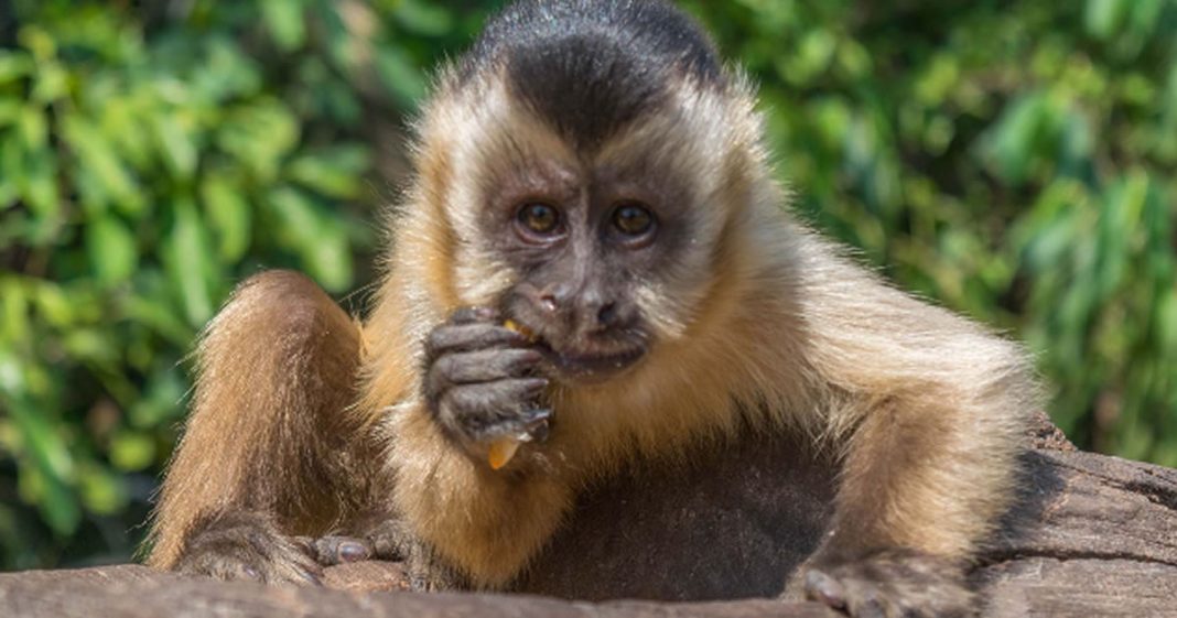 Voluntários levam água e frutas para animais atingidos por fogo no Pantanal