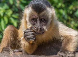 Voluntários levam água e frutas para animais atingidos por fogo no Pantanal