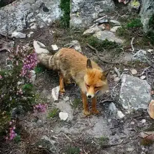 resilienciamag.com - Espanha pro&iacute;be ca&ccedil;a esportiva e comercial em todo o seu territ&oacute;rio