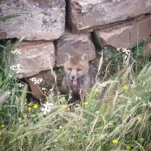 resilienciamag.com - Espanha pro&iacute;be ca&ccedil;a esportiva e comercial em todo o seu territ&oacute;rio