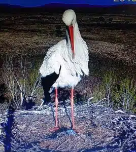 resilienciamag.com - Espanha pro&iacute;be ca&ccedil;a esportiva e comercial em todo o seu territ&oacute;rio