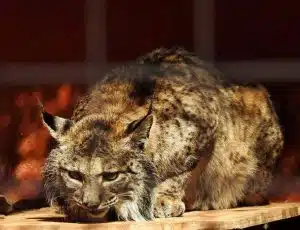 resilienciamag.com - Espanha pro&iacute;be ca&ccedil;a esportiva e comercial em todo o seu territ&oacute;rio