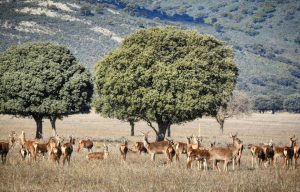 resilienciamag.com - Espanha proíbe caça esportiva e comercial em todo o seu território