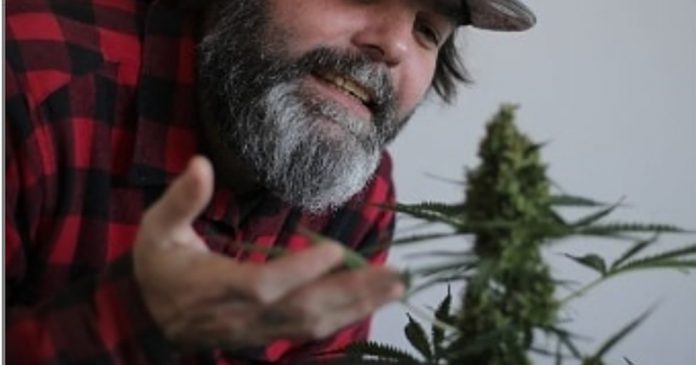onu-retira-maconha-da-lista-de-drogas-perigosas onu-retira-maconha-da-lista-de-drogas-perigosas