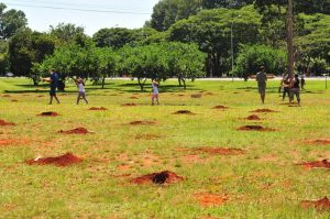 resilienciamag.com - Brasil está construindo o maior corredor para abelhas do mundo!