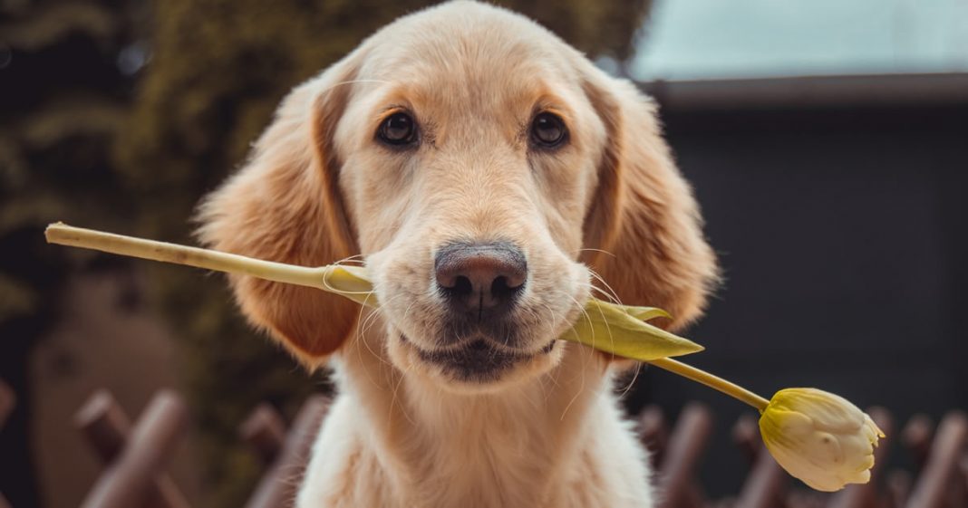 Luto pelo seu animal de estimação: Quando seu melhor amigo parte!