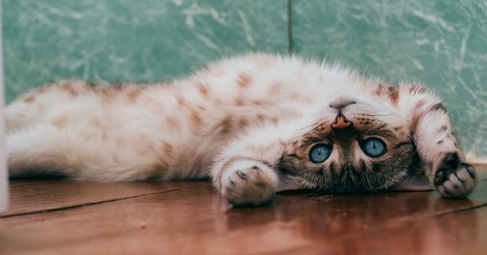 animais-podem-ajudar-a-diminuir-a-ansiedade-de-criancas-com-autismo animais-podem-ajudar-a-diminuir-a-ansiedade-de-criancas-com-autismo