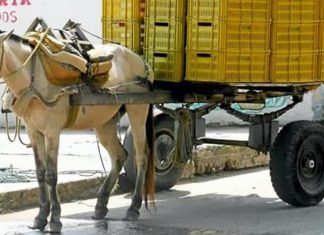 Colômbia aprova lei que proíbe veículos puxados por animais.