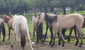 COLOMBIA-PROIBI-VEICULOS-DE-TRAÇÃO-ANIMAL-EM-TODO-TERRITORIO