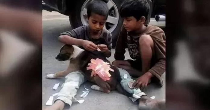 criancas-emocionam-web-ao-usar-band-aids-em-ferimento-de-cachorro criancas-emocionam-web-ao-usar-band-aids-em-ferimento-de-cachorro