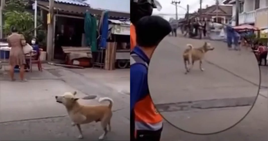 Cachorro abandonado finge estar machucado para ganhar comida e amor.