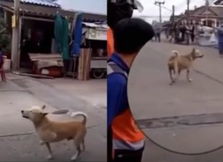 Cachorro abandonado finge estar machucado para ganhar comida e amor.