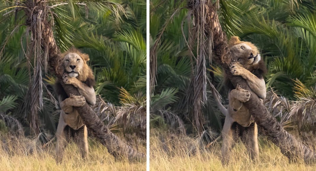 Fotógrafo brasileiro registra momento de amor de leão abraçando árvore!