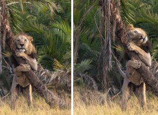 Fotógrafo brasileiro registra momento de amor de leão abraçando árvore!