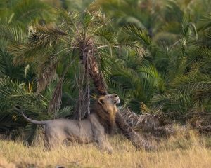 resilienciamag.com - Fotógrafo brasileiro registra momento de amor de leão abraçando árvore!