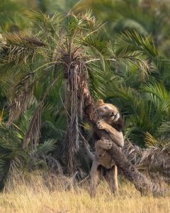resilienciamag.com - Fotógrafo brasileiro registra momento de amor de leão abraçando árvore!