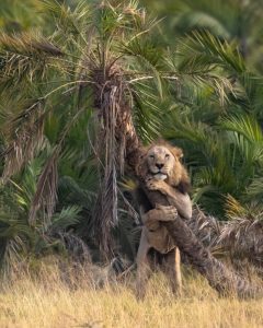 resilienciamag.com - Fotógrafo brasileiro registra momento de amor de leão abraçando árvore!