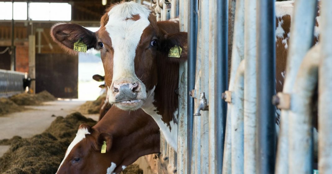 Pesquisadores treinam vacas para irem ao banheiro e experimento dá certo!