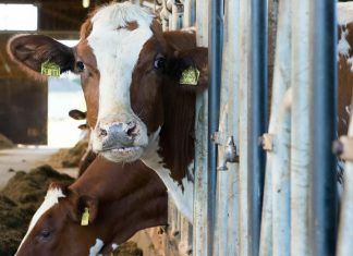 Pesquisadores treinam vacas para irem ao banheiro e experimento dá certo!