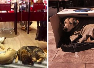 Shopping permite que cãezinhos abandonados entrem para se esconder de nevasca