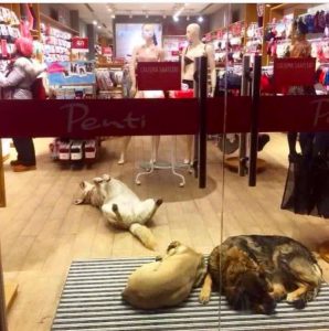 resilienciamag.com - Shopping permite que cãezinhos abandonados entrem para se esconder de nevasca