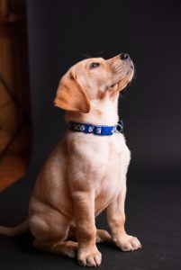 resilienciamag.com - “O cachorro escuta tudo”, inclusive a sua lágrima antes de cair