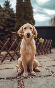 resilienciamag.com - “O cachorro escuta tudo”, inclusive a sua lágrima antes de cair