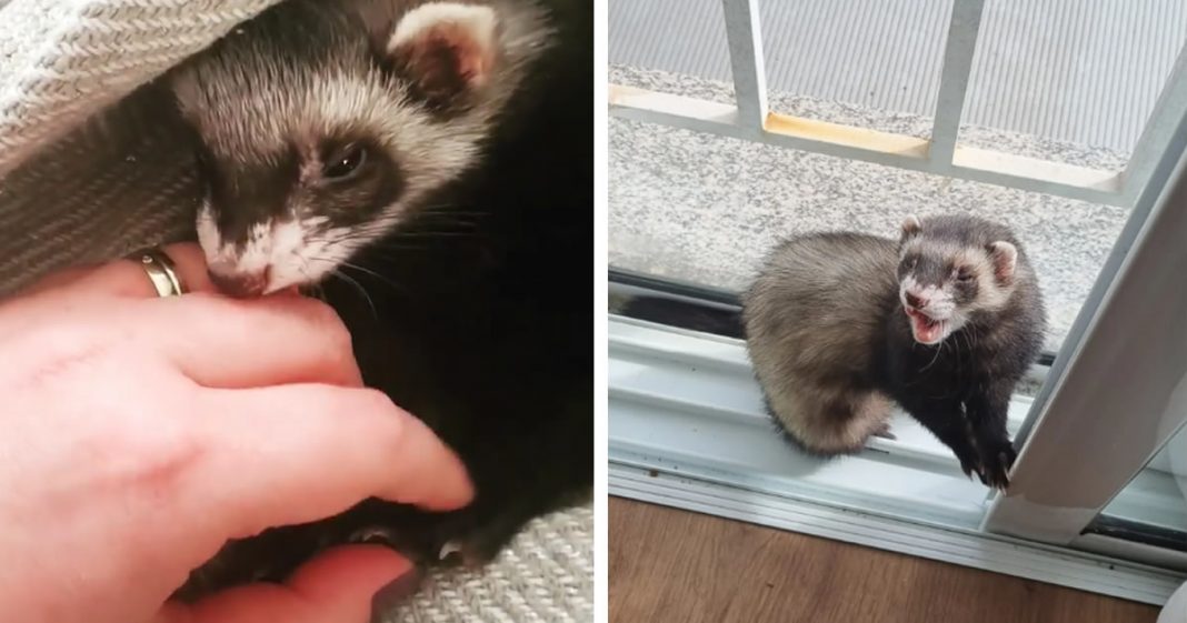 Furão tem rotina de cachorro, lambe e brinca sem parar ” Ele adora dar lambeijos”.