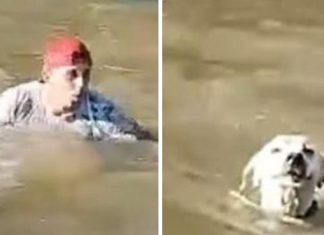 Homem pula em rio e salva cachorro no Ceará: VÍDEO