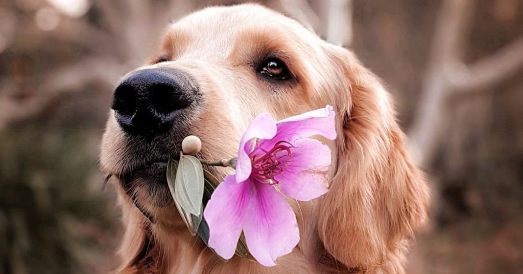 “O cachorro escuta tudo”, inclusive a sua lágrima antes de cair