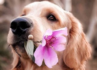 “O cachorro escuta tudo”, inclusive a sua lágrima antes de cair