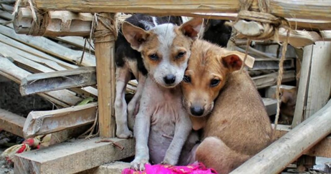 Lei obriga quem maltratar animais a pagar veterinário