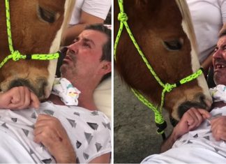 Terapia com cavalo provoca reação emocionante em homem doente (Vídeo)