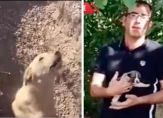 Veterinário faz resgate emocionante de cadela soterrada e descobre que ela não estava sozinha (Vídeo)