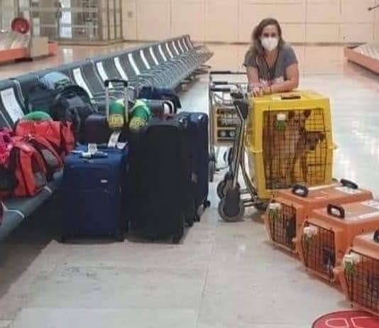 ela-mudou-de-pais-e-levou-seus-2-gatos-e-7-caes-com-ela-jamais-abandonaria-eles