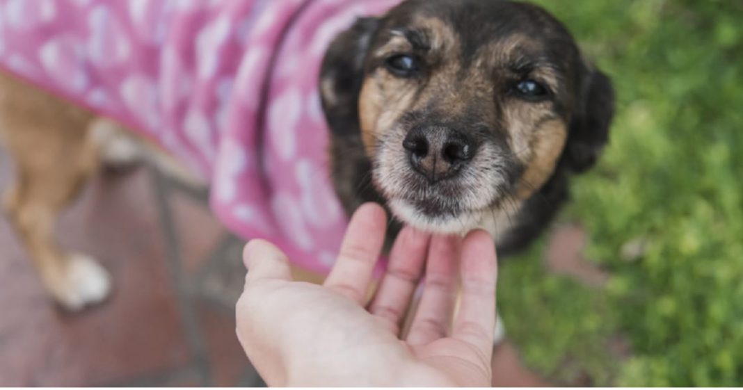 Mulher se separa do marido e pede na Justiça pensão para o cachorro